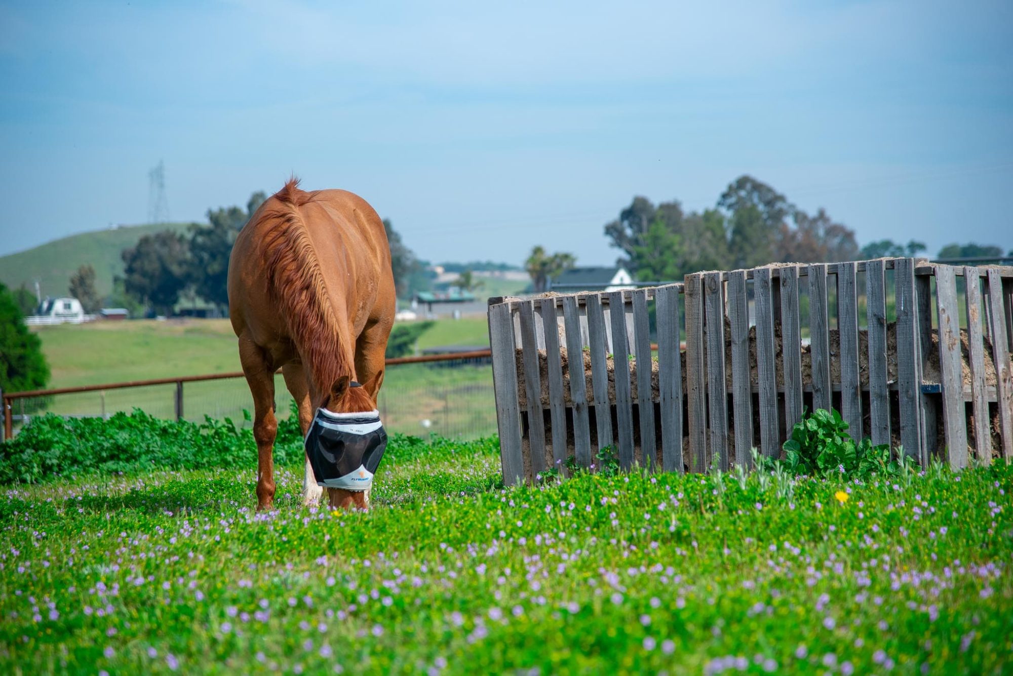 manure pile management horse